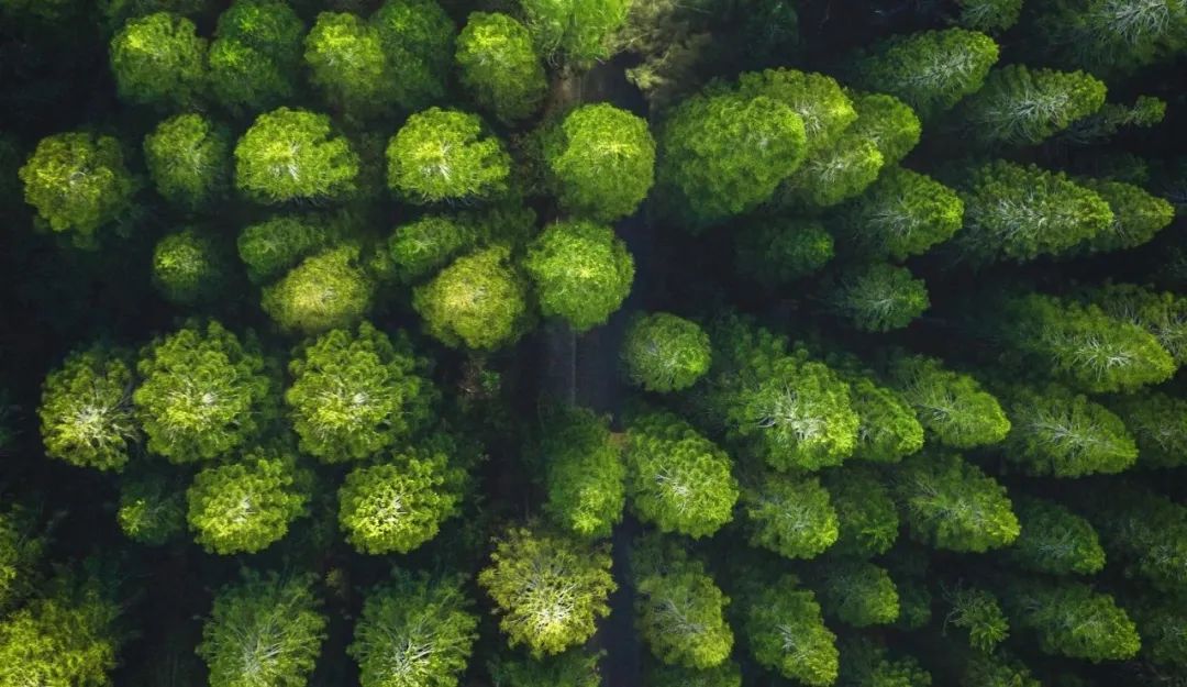 思嘉“树”度 | 践行绿色发展理念，厚植生态文明新底色